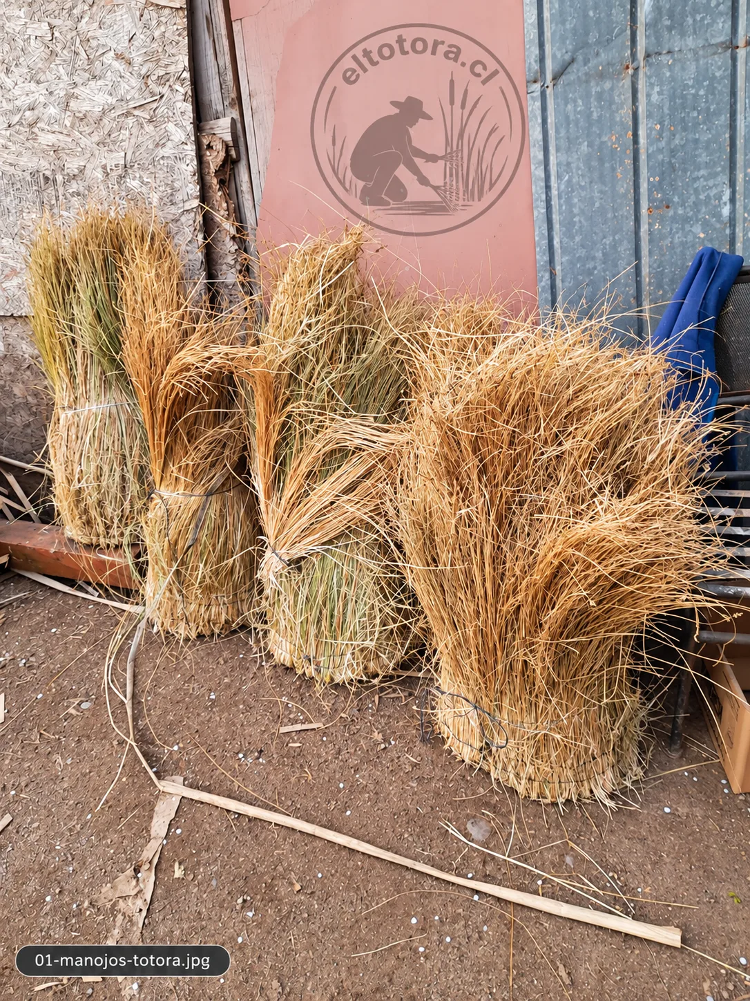 Manojos de totora recién cortados